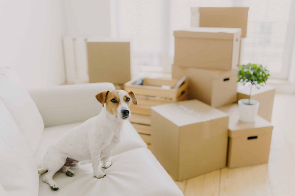 What Are the Most Comfortable yet Fashion-Forward Knit Jumpsuits for Home Offices?